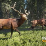 theHunter: Call of the Wild – wkrótce ruszymy na polowanie